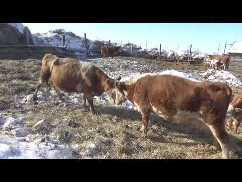 Видео: Люся против трёх коров.