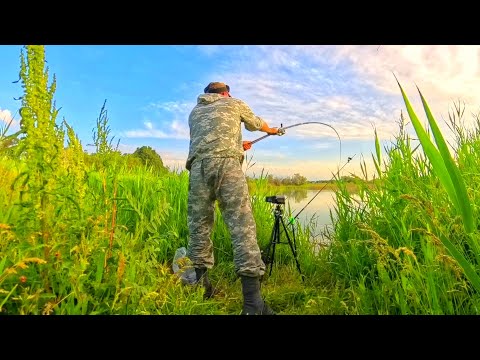 Видео: ЗАБРОСИЛ ПОПЛАВОК ПОД КОРЯГИ И ПОНЕСЛОСЬ!