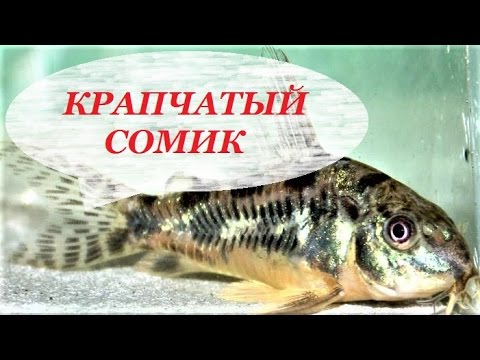 Видео: Крапчатый сомик. Разведение, содержание, размножение. Corydoras paleatus.