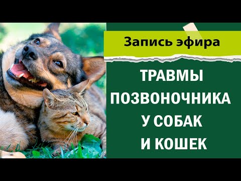 Видео: Травмы позвоночника у собак и кошек