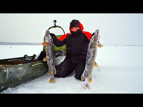 Видео: ТРОФЕИ ПОЙМАНЫ! ИКРЯНЫЕ ЩУКИ РВУТ ЖЕРЛИЦЫ. ЖИВЁМ НА ОЗЕРЕ/ часть 2