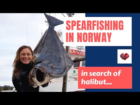 Видео: Spearfishing in Norway. Halibut. Подводная Охота в Норвегии. Палтус