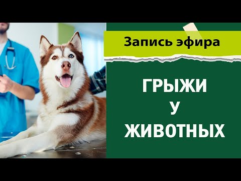 Видео: Грыжи у животных -  лекция по хирургии животных - ветеринарный врач хирург