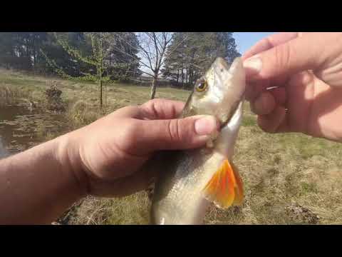 Видео: Чи можна ловити мормишкою на спіннінг 2-5грам,відповідь на відео