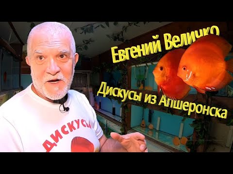 Видео: Дискусы из Апшеронска. Евгений Величко