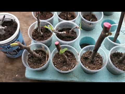 Видео: Вкореняване на резници от # смокиня #