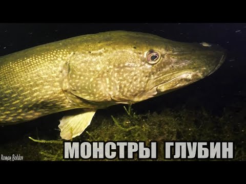 Видео: Рыбалка САМЫЕ БОЛЬШИЕ, ГИГАНТСКИЕ ЩУКИ НАВОДЯТ УЖАС ПОД ВОДОЙ! Подводная съемка крупным планом