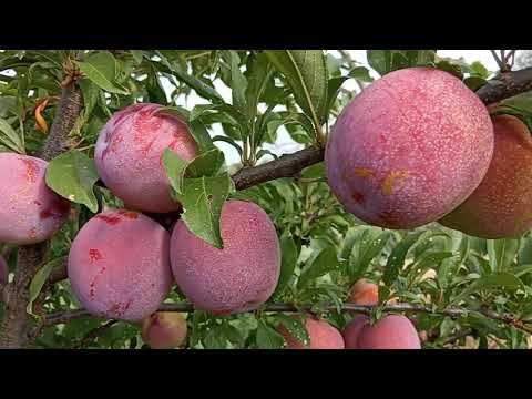 Видео: Оцарк (Озарк) Премьер .Плодоношение 2020.