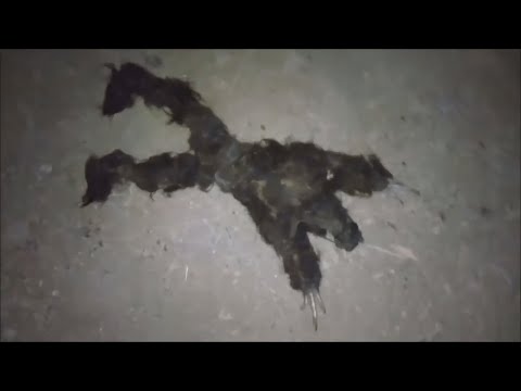 Видео: 15 Пугающих Тварей снятых на Видео