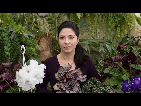 Видео: Почему сохнут молодые листочки у бегонии