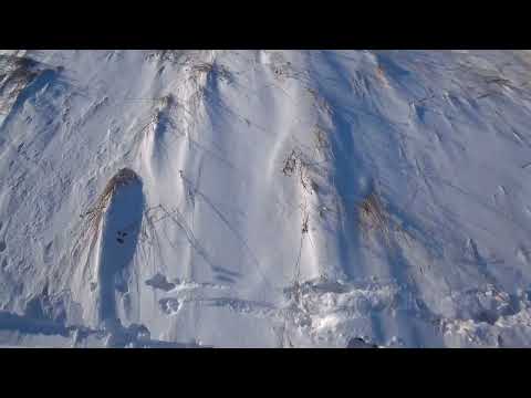 Видео: охота на зайца сезон 2024 - 2025 №5