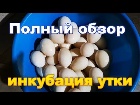 Видео: ИНКУБАЦИЯ мускусной утки ПОЛНЫЙ ОБЗОР