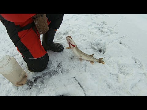 Видео: Зимняя рыбалка на жерлицы. Столько щуки я еще не видел). Семья Соколовых.
