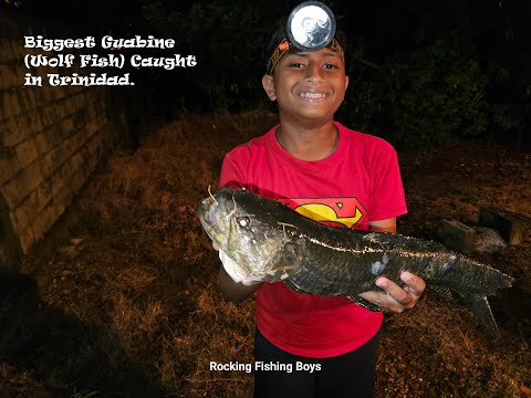 Видео: Самая большая гуабина (рыба-волк), пойманная в Тринидаде.