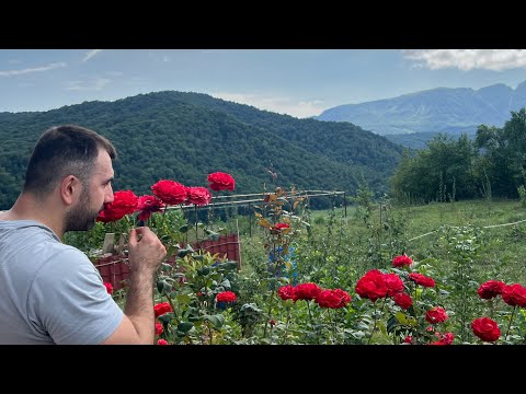 Видео: Дача в Губе. Кругом следы диких животных. Отвечаем на вопросы