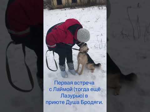 Видео: Взяли собаку из приюта. Первые дни дома.