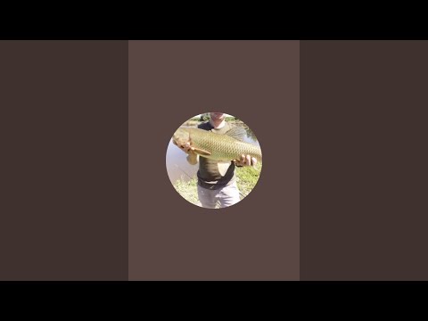 Видео: У каналі Рибацькі пригоди іф відбувається прямий ефір.