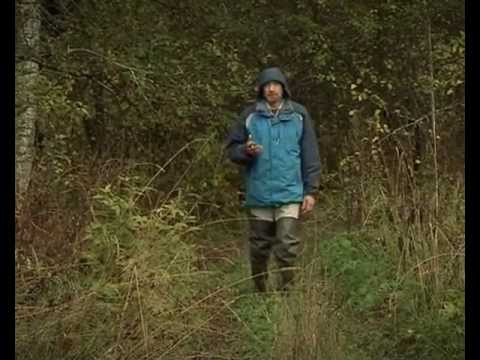 Видео: Следопыт "Лоси, косули"