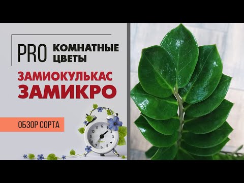 Видео: Замиокулькас Замикро -  ищем отличия с другими сортами | Обзор сорта