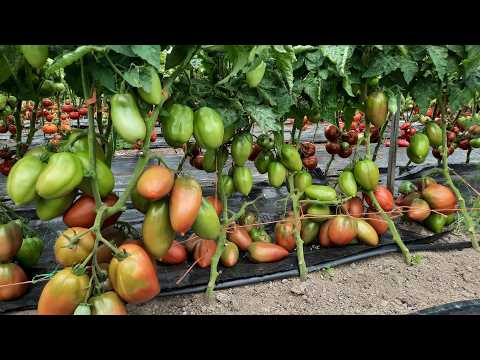 Видео: Почему стоит выращивать томаты «Гномы»