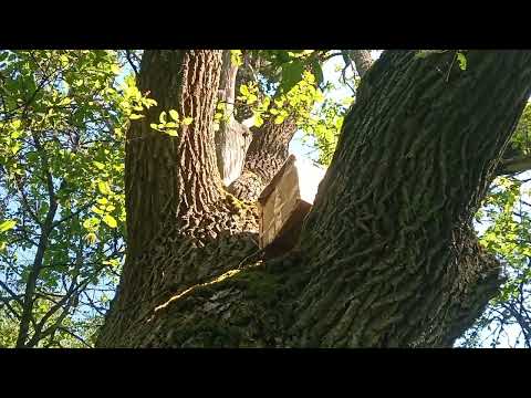 Видео: Проверка ловушек по маршруту 4