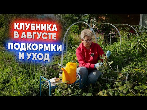 Видео: Клубника в августе   подкормки и уход