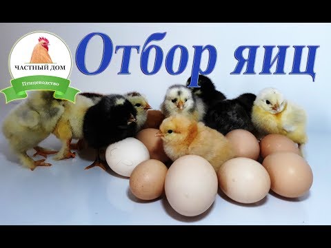 Видео: Отбор и селекция яиц для инкубации  Основные правила