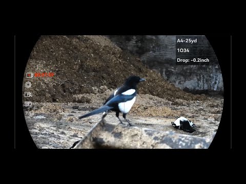 Видео: Контроль сорок в напряжённый час.
