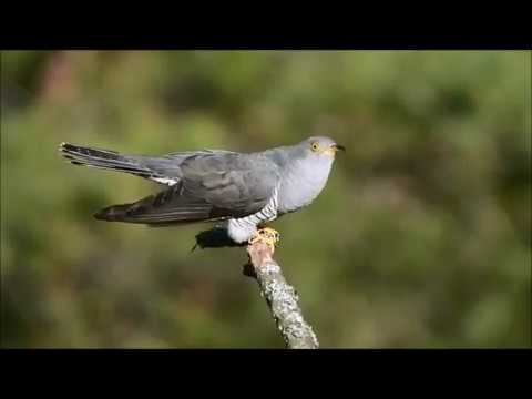 Видео: Над родным посёлком Ширингуши с кукушкой В Цоя