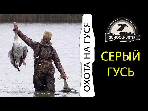 Видео: Охота на серого гуся. Звёздный час