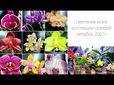 Видео: Цветение коллекции орхидей P. Mituo Diamond Canary, P. Yang Yang Blueberry x lueddemanniana
