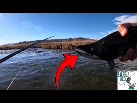 Видео: Колорадский лосось кокани (и бонусом — самка ручьевой форели)! (S2:E50)