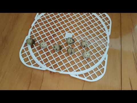 Видео: Перепела в квартире. часть 2 Случилось чудо