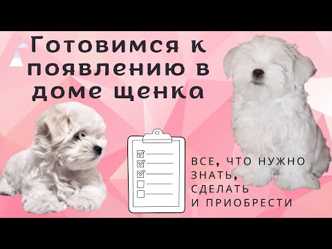 Видео: Как подготовиться к появлению в доме щенка.