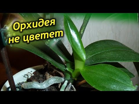 Видео: Орхидея не цветет, а листья растут! Как заставить цвести орхидею?