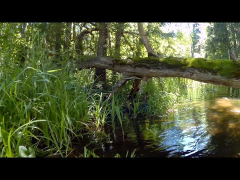 Видео: Огненная Шоша #2. Сплав по дикой речке Шоша на пакрафте: ой, водопад?.. 🤔️