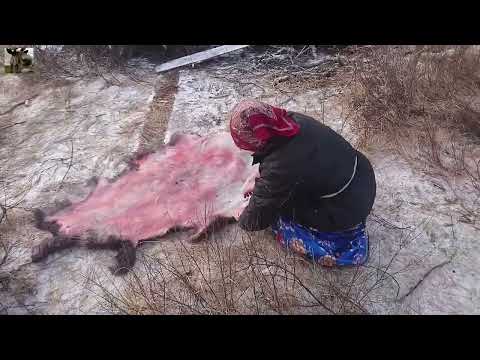 Видео: Оленеводство на крайнем Севере / Reindeer herders of Yamalo-Nenets AO
