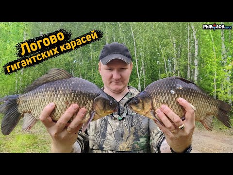 Видео: Место, где карасей больше чем воды. Рабочая прикормка на карася. Лучшая снасть на карася. Жор карася