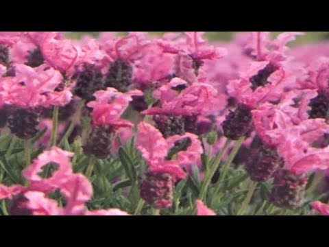 Видео: Лаванда  Новинки мировой селекции