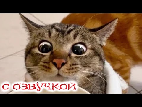 Видео: Приколы с котами! Смешные коты С ОЗВУЧКОЙ! Самые смешные животные!