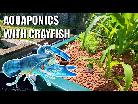 Видео: Ферма Эммы по разведению раков и аквапонике