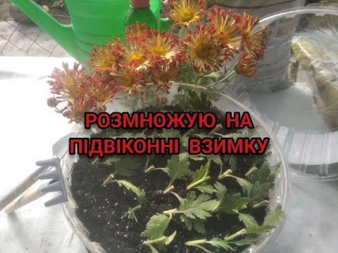 Видео: НАЙПРОСТІШИЙ СПОСІБ УКОРІНИТИ ХРИЗАНТЕМУ ЧЕРЕНКАМИ З БУКЕТА ТА ВИРОСТИТИ У ВЛАСНОМУ САДУ !!?