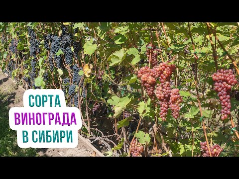 Видео: Виноград кишмиш: сорта для Сибири