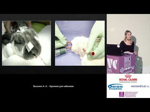 Видео: Высоких А. Н. - Кролики для чайников