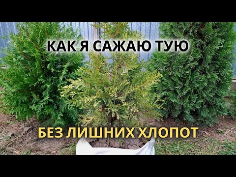 Видео: Как посадить Тую, чтобы хорошо прижилась