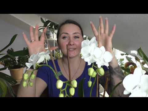 Видео: Как выглядит идеальный БИГ ЛИП  Мои белоснежные биг липчики!!!