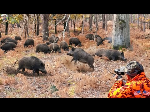 Видео: Монстр-кабан! Внезапно появляется огромное стадо диких кабанов. Как остановить нападение диких ка...