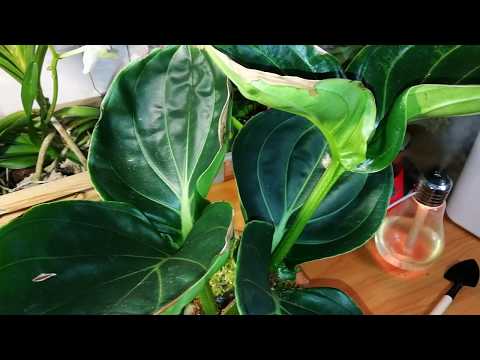 Видео: Medinilla magnifica дефектное растение.