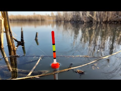 Видео: КАРАСЬ НЕ ДАЕТ ПОКОЯ! Ловля КАРАСЯ на ПОПЛАВОЧНУЮ УДОЧКУ в КАМЫШАХ