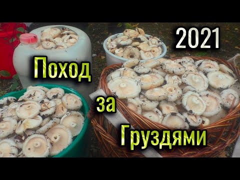 Видео: Поход за грибами. Много Белых Груздей. Вкуснейший Гриб для засолки. Мы их собираем, а они всё лезут.